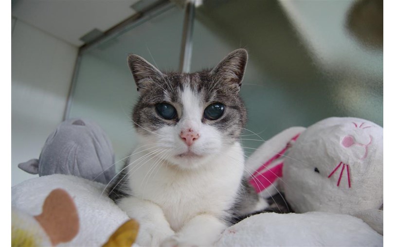 Cats Protection Cornwall Adoption Centre is fundraising for Cats Protection