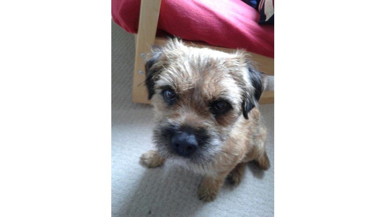 Dog Walking Companies Edinburgh Dog Walking Companies Edinburgh
