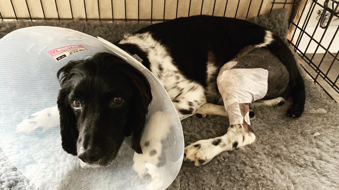 The Easter Competitions is fundraising for Thin Blue Paw Foundation