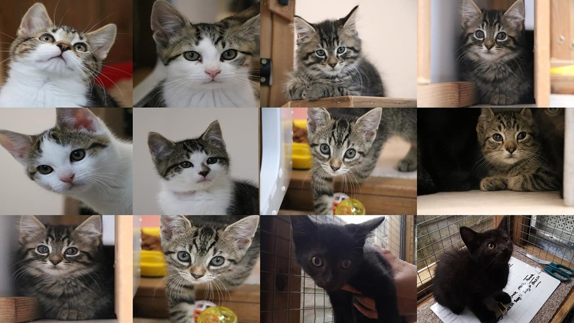 Stoke & Newcastle Cats Protection Branch is fundraising for Cats Protection