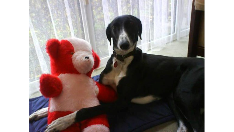 lurcher soft toy