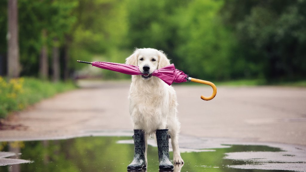 dogs wellies