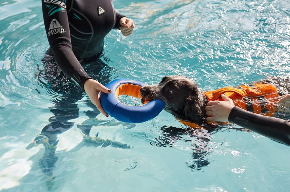 Luke Firth is fundraising for Battersea