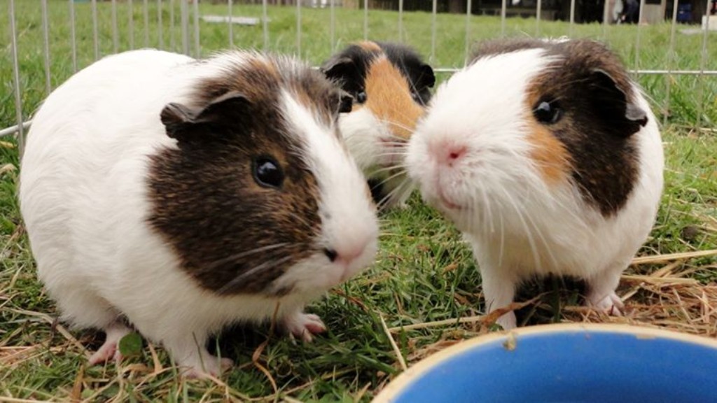 rspca southridge dogs