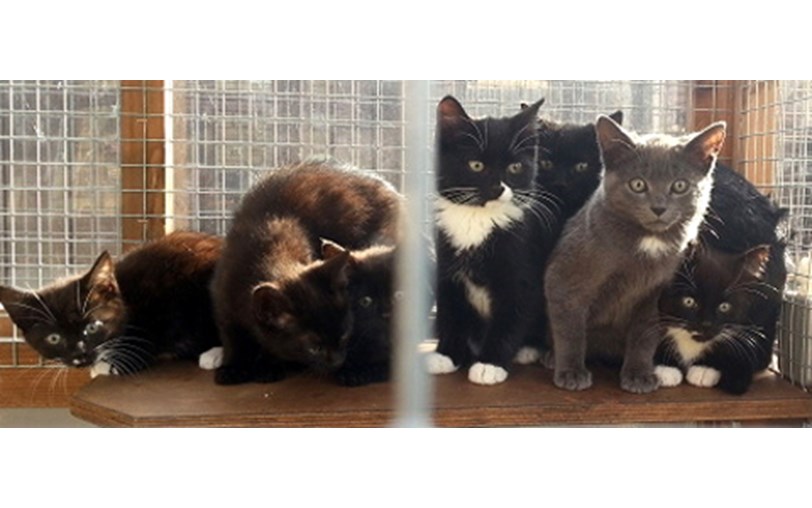Milton Keynes & District Cats Protection is fundraising for Cats Protection