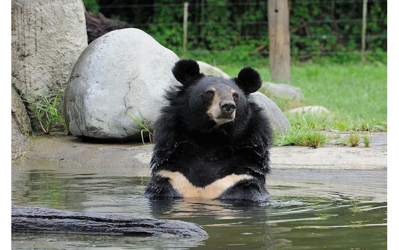Animals Asia Isle of Wight Volunteer Support Group is fundraising for
