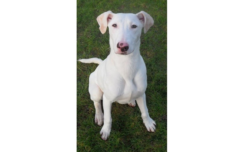 Kit Wilson Trust for Animal Welfare is fundraising for The Kit Wilson