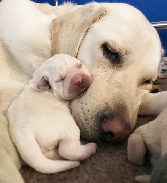 Guide Dogs West Fife, Virtual Collection is fundraising for Guide Dogs