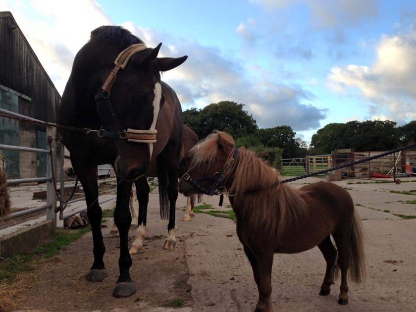 Amy Pirie is fundraising for HORSE SENSE WIRRAL