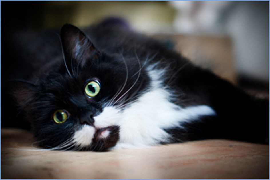 Rescue Cats Southend Rescue Cats Southend
