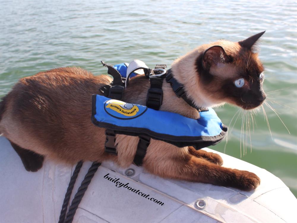Bailey Boat Cat is fundraising for RNLI 