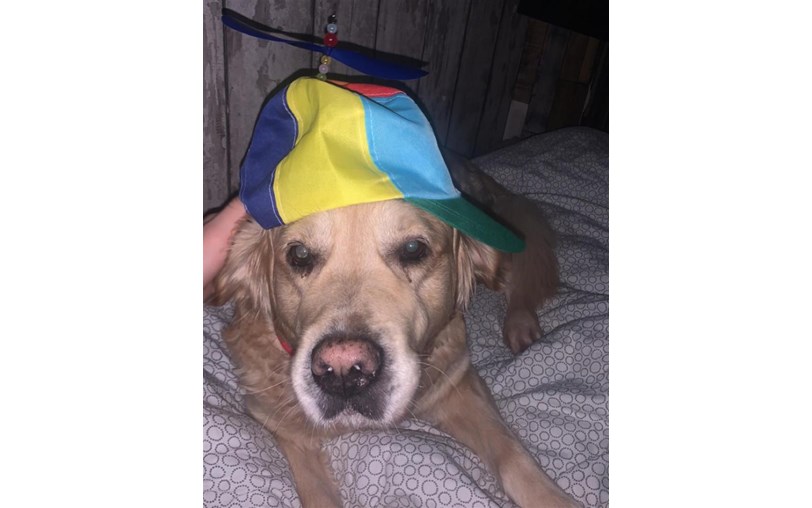 Kyle Gibbons is fundraising for Dogs Trust Ireland