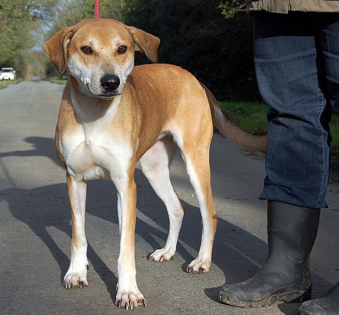 Lisa Cartwright Is Fundraising For Greyhound Gap