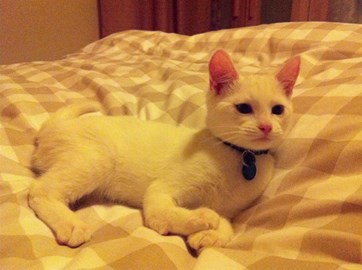 Cats Protection Glasgow Kittens Cats Protection Glasgow Kittens