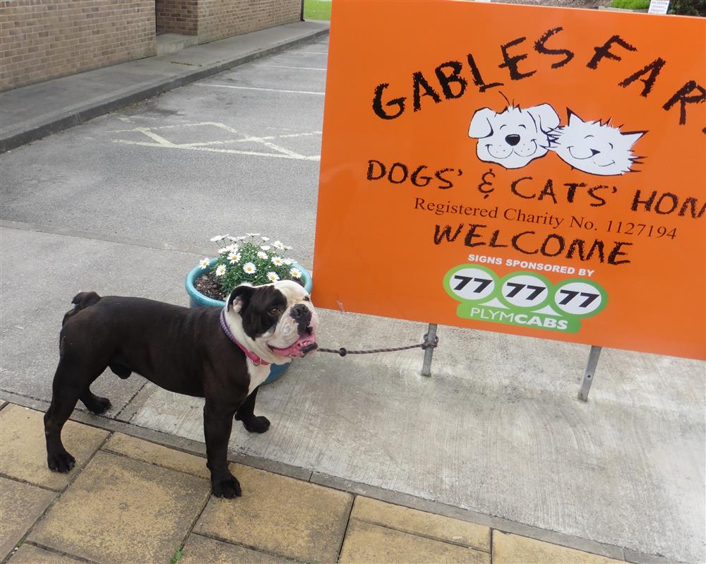 gables cats and dogs home