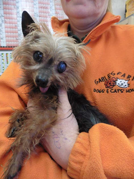 Gables Cats And Dogs Home Gables Cats And Dogs Home