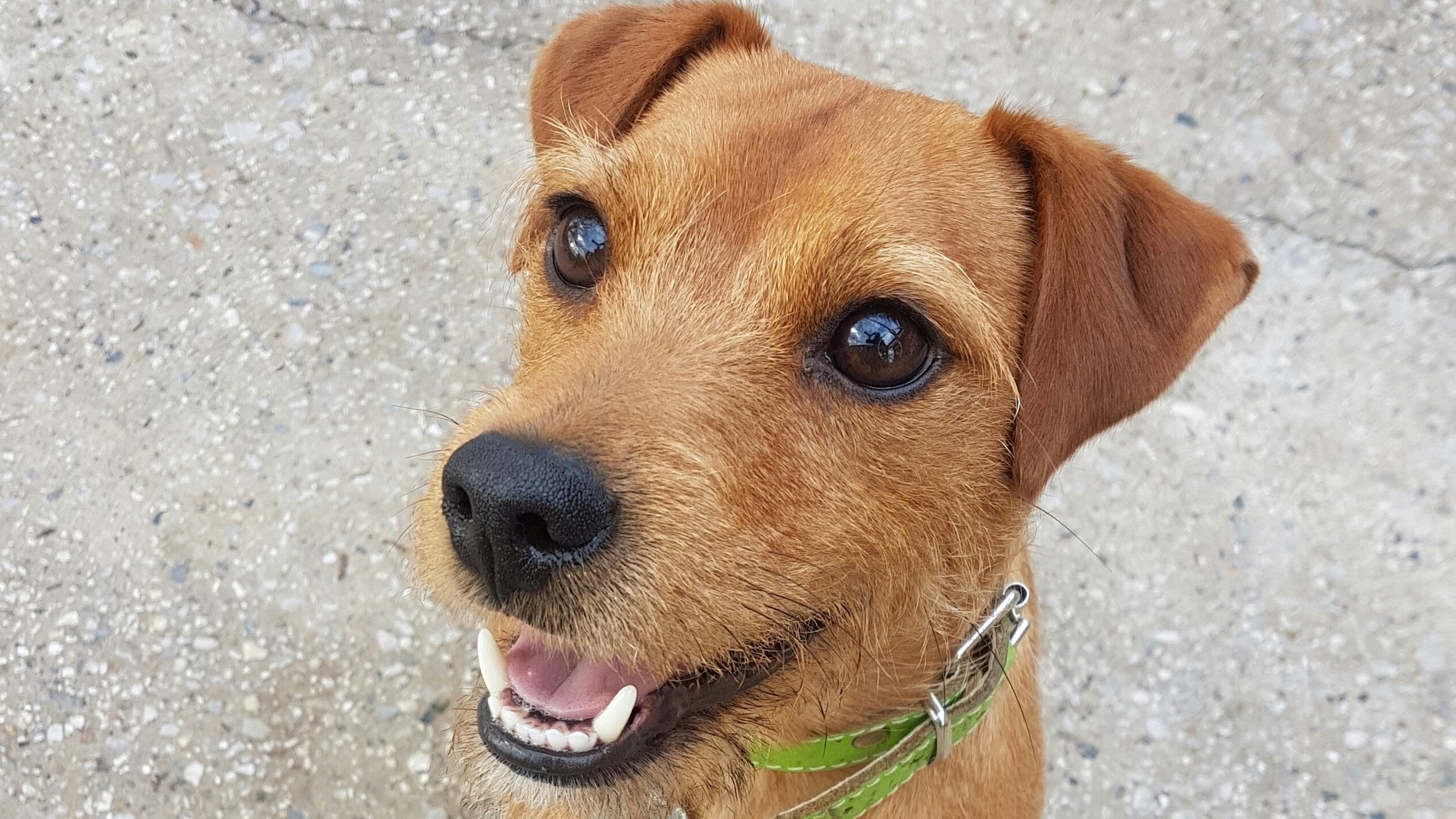 thornberry animal sanctuary dogs for adoption