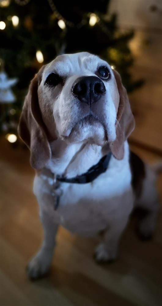 beagle welfare rehoming centre