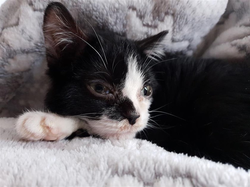 Cats Protection Fareham & Districts is fundraising for Cats Protection