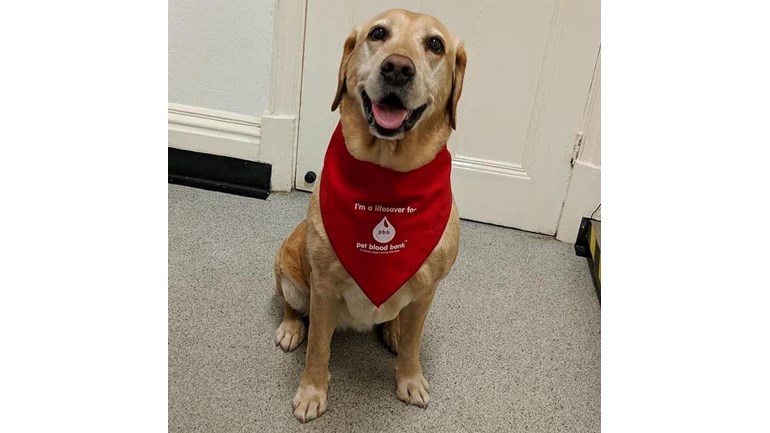 Lyndsey Wright Is Fundraising For Pet Blood Bank Uk