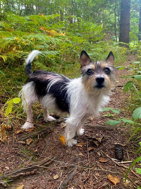 Elissa Proctor is fundraising for Animal Rescue Cumbria Elissa Proctor is fundraising for Animal Rescue Cumbria