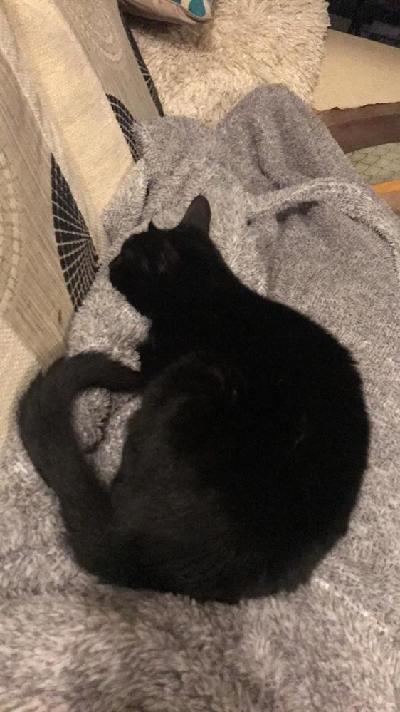 lord whiskey cat sanctuary