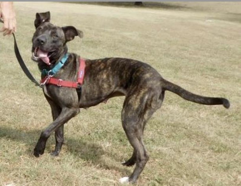 action-behavior-center-pflugerville-is-fundraising-for-austin-humane