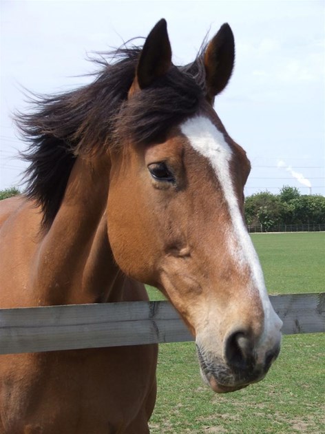 Bransby Home of Rest for Horses is fundraising for Bransby Horses