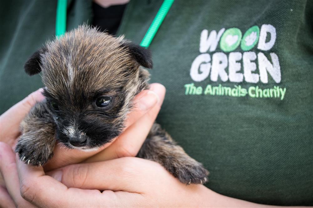 animal charity wood green