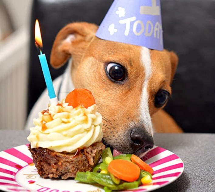 Joe Riley is fundraising for Notts & Yorkshire Boxer Rescue