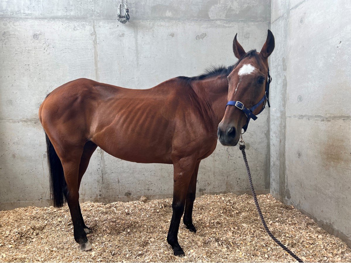 Will you help more horses and ponies like Riley this Christmas ...