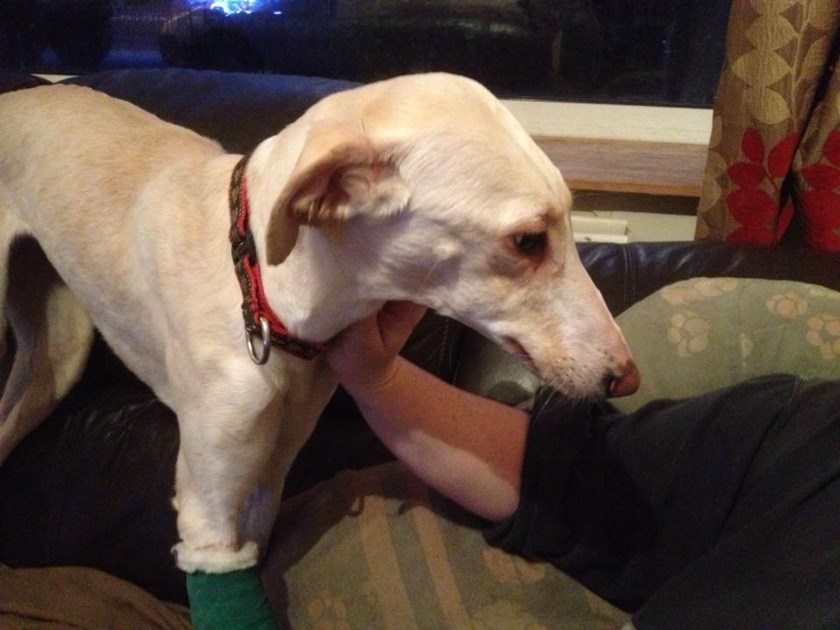 Lisa Cartwright Is Fundraising For Greyhound Gap