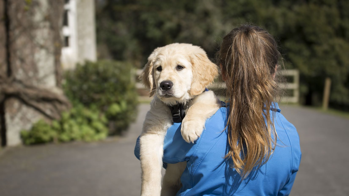 BearingPoint Ltd is fundraising for VETERANS WITH DOGS