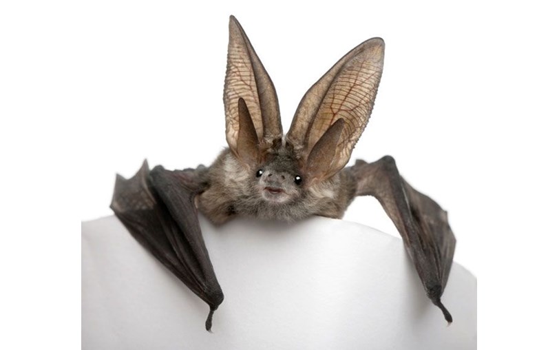 Joanne Melling is fundraising for Bat Conservation Trust