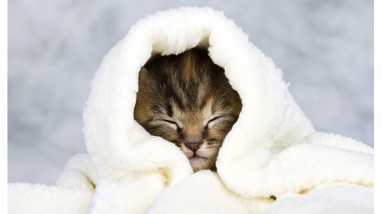 Teignbridge And Totnes Cats Protection Is Fundraising For Teignbridge And Totnes Cats Protection Is Fundraising For