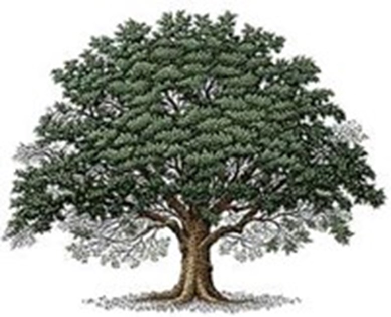 propogation time of an oak tree to adult size propogation time of an oak tree to adult size