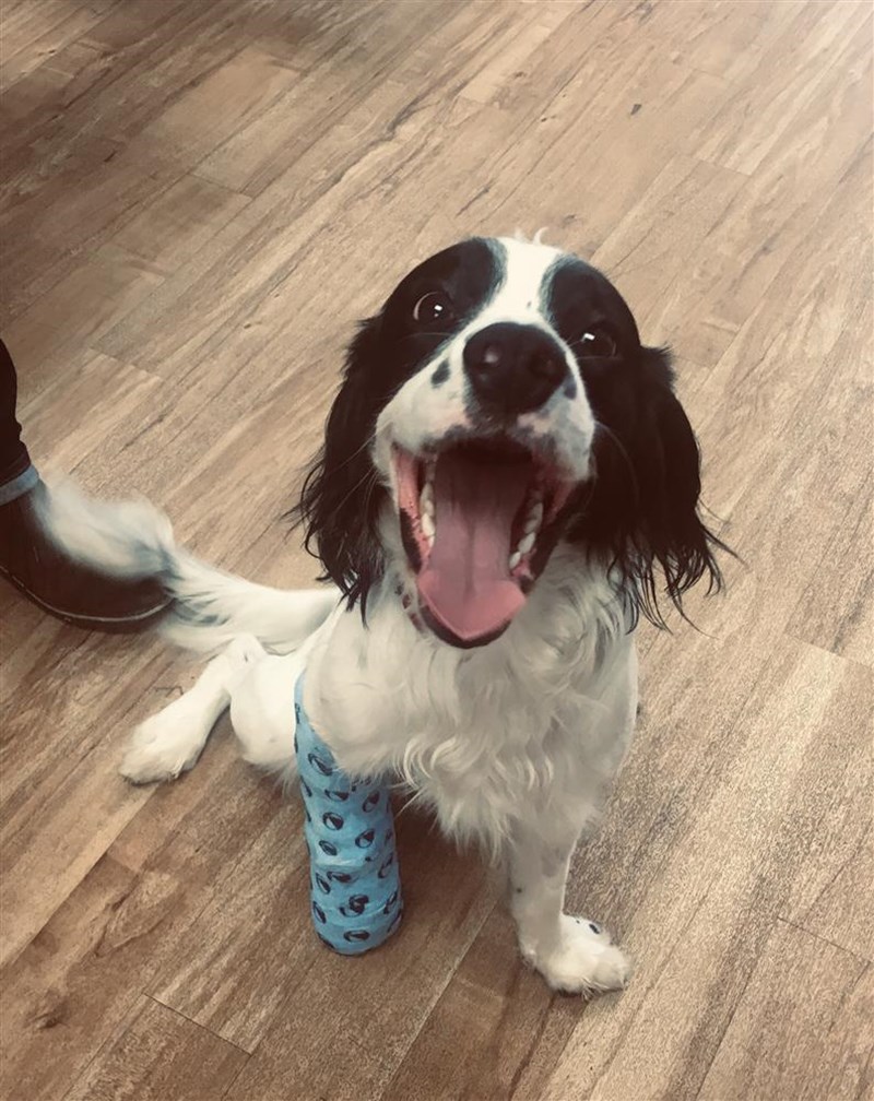 Tamzin Yates is fundraising for Yappy Ever After Dog Rescue