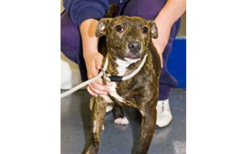 RSPCA Chesterfield Animal Centre is fundraising for RSPCA Chesterfield