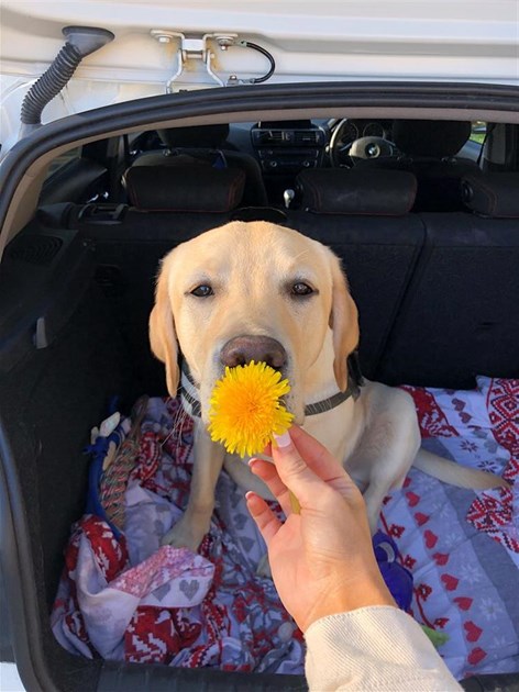 Elle Darby is fundraising for Bath Cats and Dogs Home