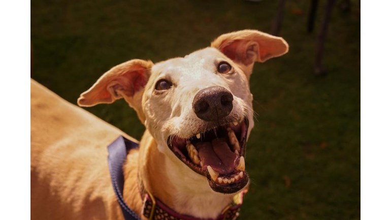 Greyhound Rescue Wales Cardiff Charity Shops Yell