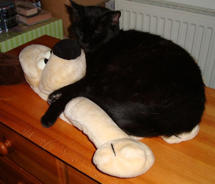 RSPCA Somerset East is fundraising for RSPCA Somerset East