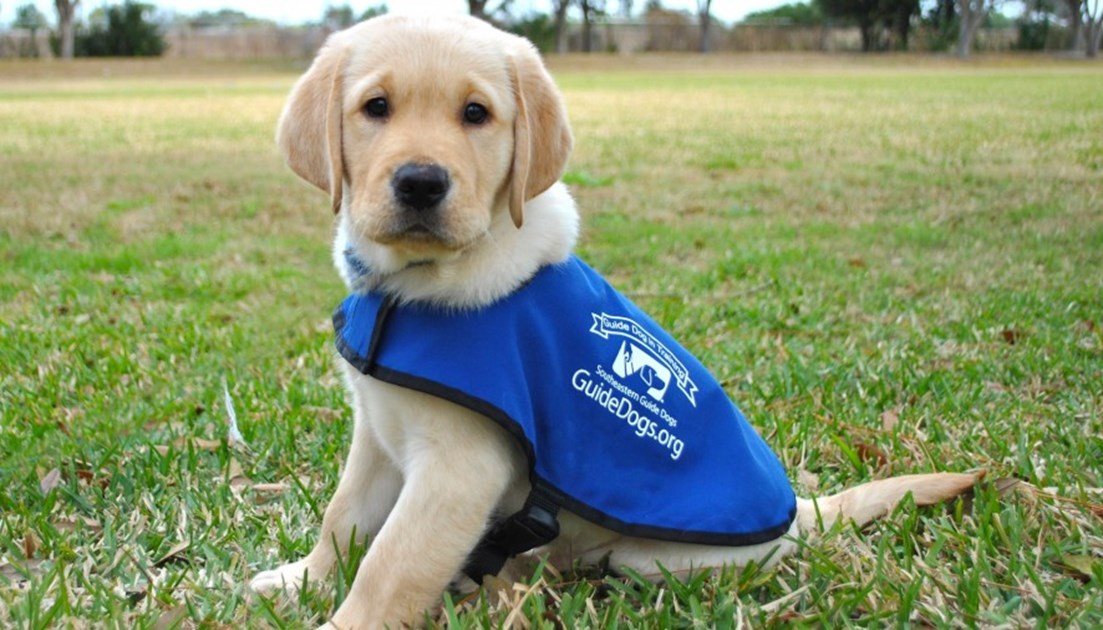 Karen-Rose Manders is fundraising for Guide Dogs