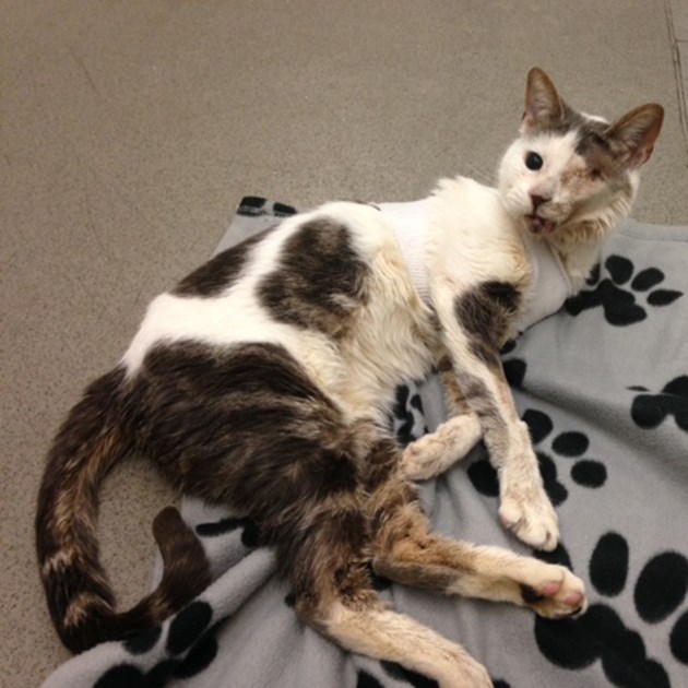 Derby Adoption Centre Cats Protection is fundraising for Cats Protection