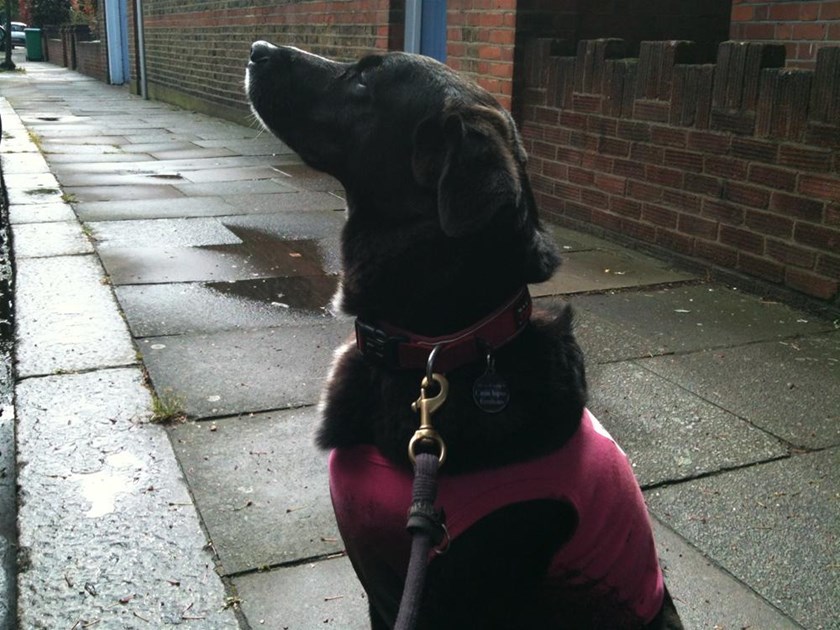 Mia Certic Is Fundraising For A Great Cause