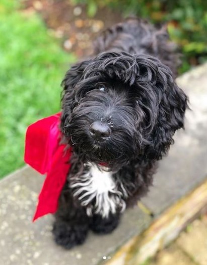 whisker city soft sided cat carrier