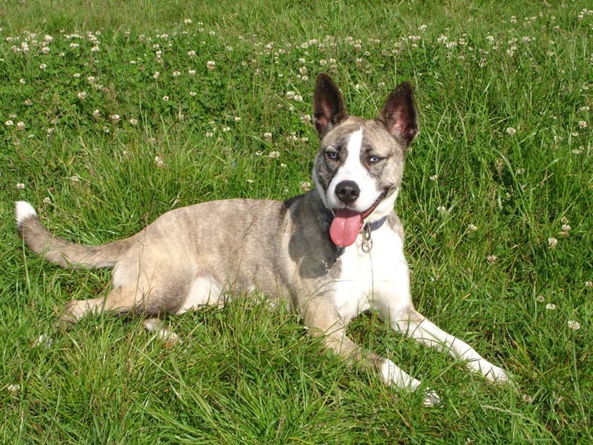 Pat Wilder is fundraising for The Kit Wilson Trust for Animal Welfare