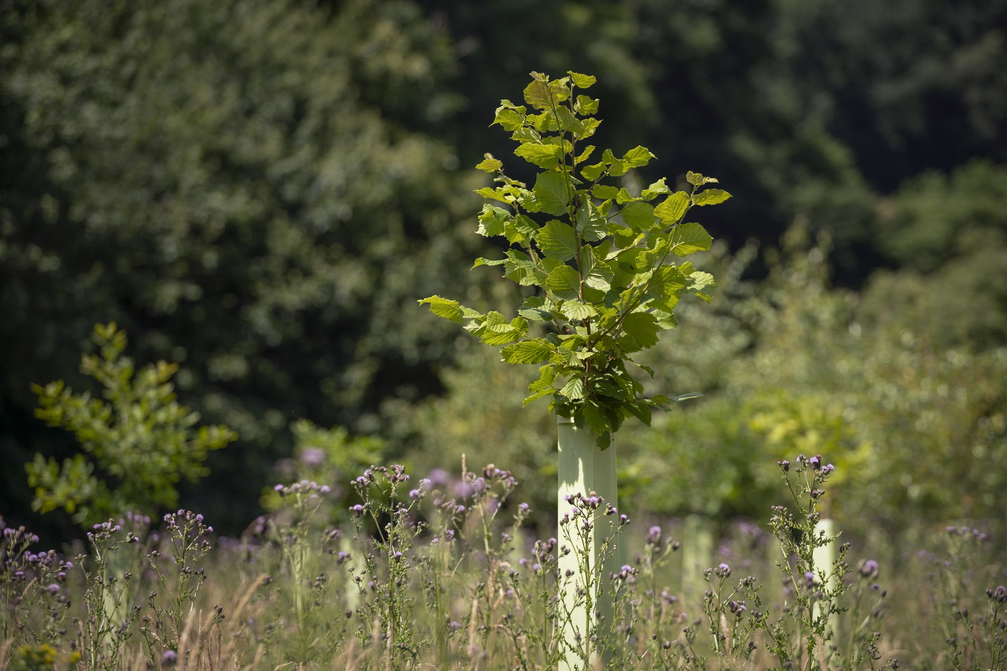 Help us engage with more of our community to collect tree seed ...