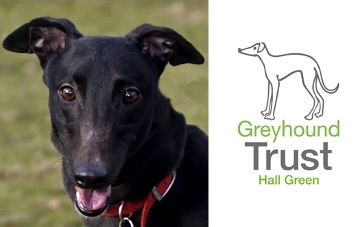 hall green retired greyhounds