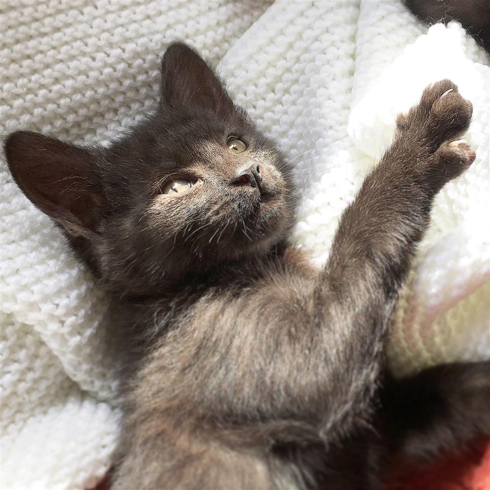 ark stubbington cats