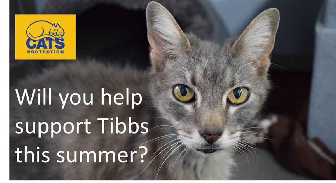 Cats Protection Ferndown Homing Centre is fundraising for Cats Protection